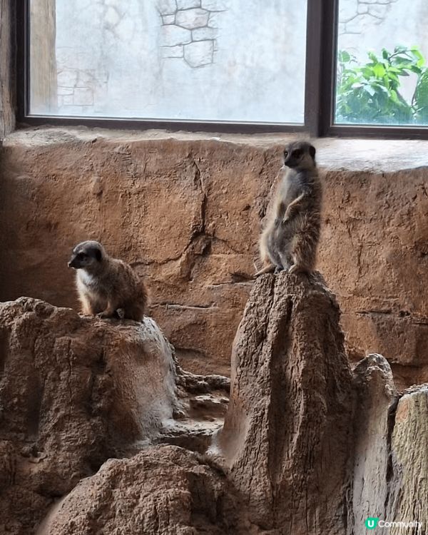 丁滿(狐獴)  真係好得意