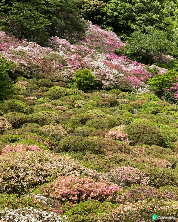 御船山樂園時間唔啱，否則花叢會更加靚，再去埋幾分鐘車程武雄市...