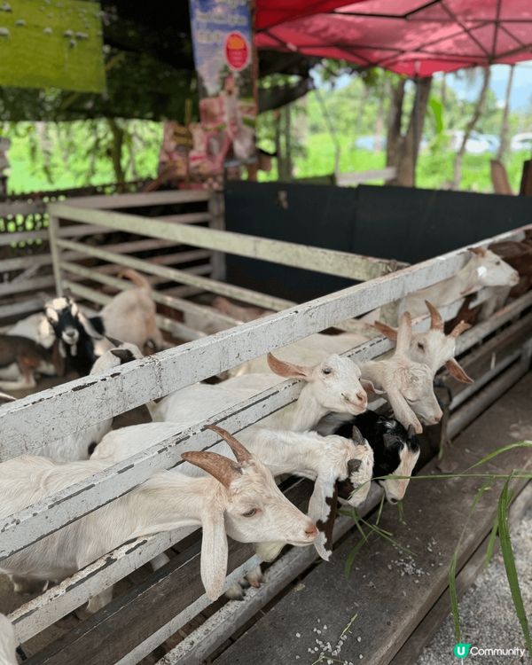 為清邁叢林市集，於每星期六日開。常中有自家品牌小食，手作，飲...