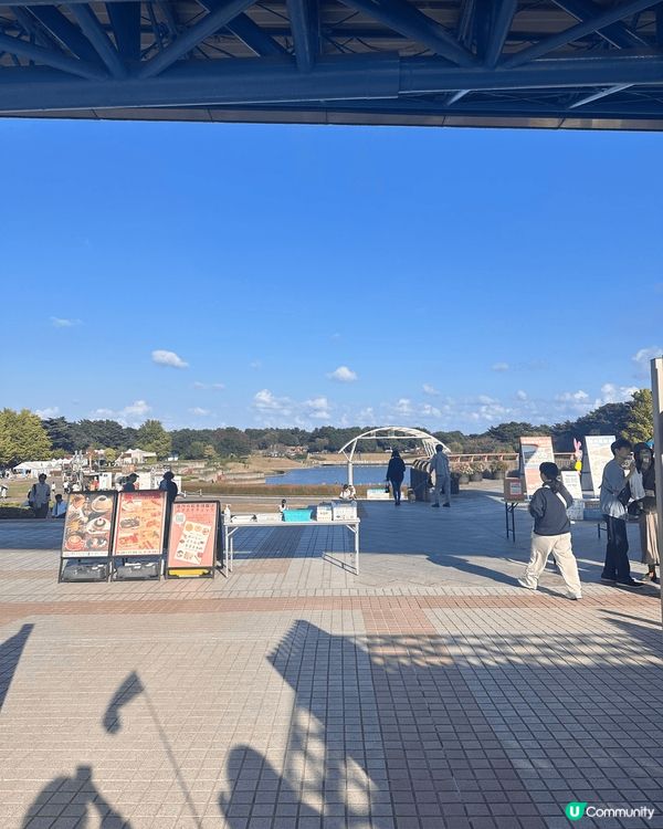 茨城國立公園的波波草好壯觀，而家整個公園有不同景點
