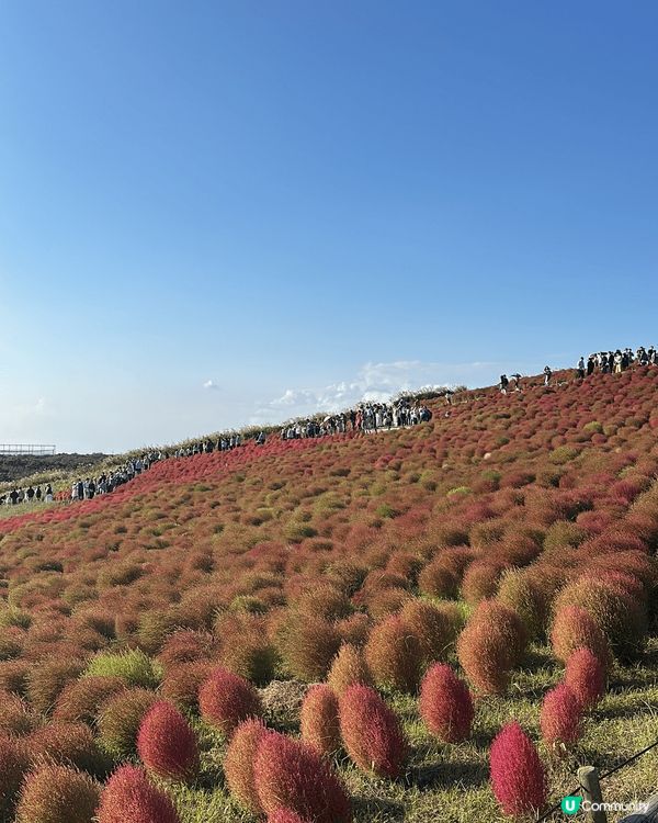 茨城國立公園的波波草好壯觀，而家整個公園有不同景點
