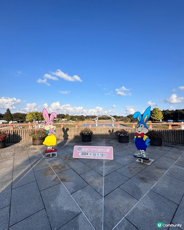 茨城國立公園的波波草好壯觀，而家整個公園有不同景點
