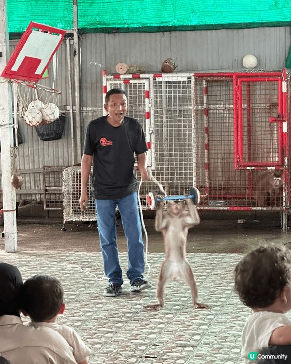 布吉之猴子表演十分出色，騎單車，舉重都難佢唔到！