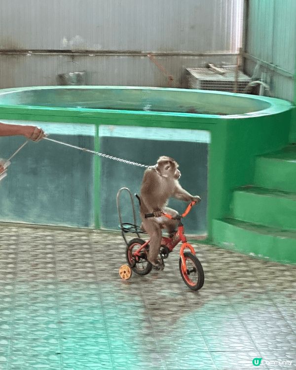 布吉之猴子表演十分出色，騎單車，舉重都難佢唔到！