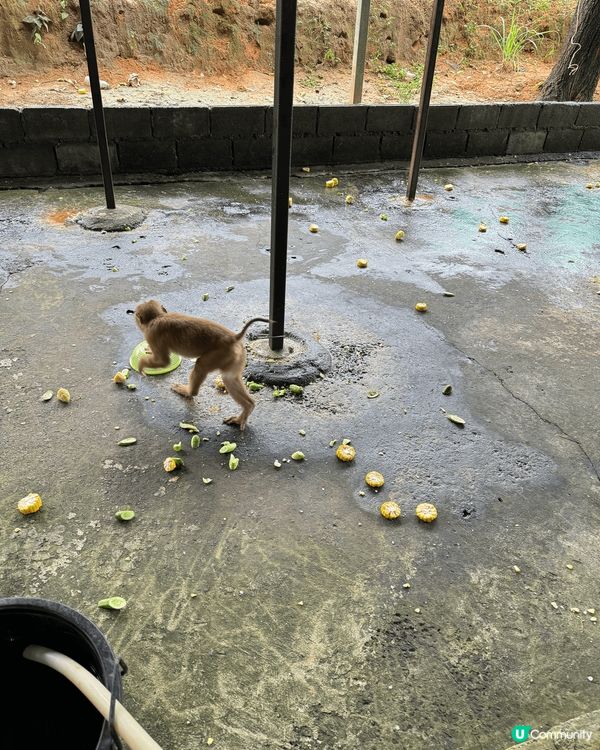 布吉之猴子表演十分出色，騎單車，舉重都難佢唔到！