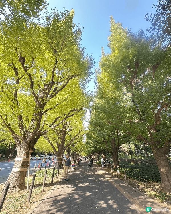 東京的銀杏隧道但未變黃。晴空塔夜景及聖誕燈飾。中目黑Star...