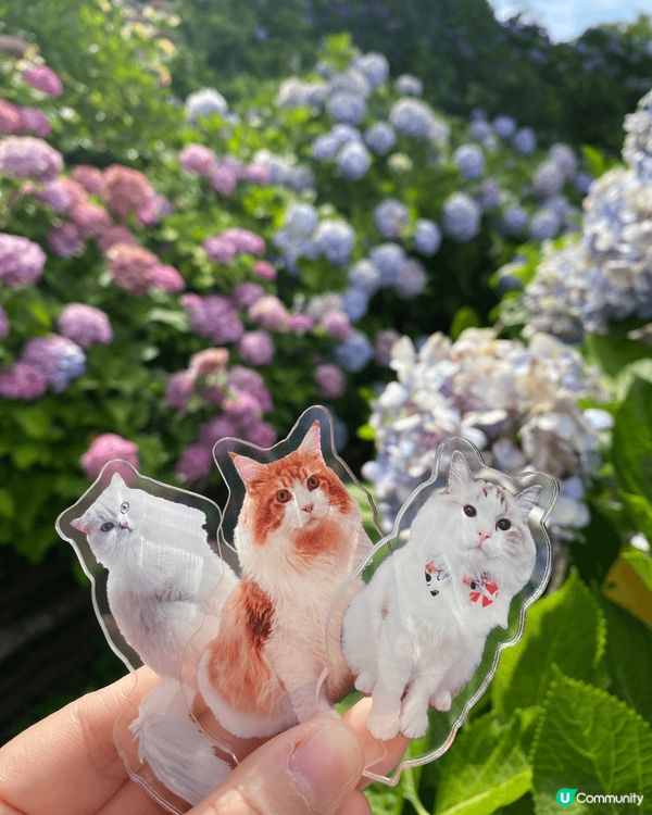 日本自由行 ，如果河口湖睇唔到富士山，就直上富士山五合目，咁...