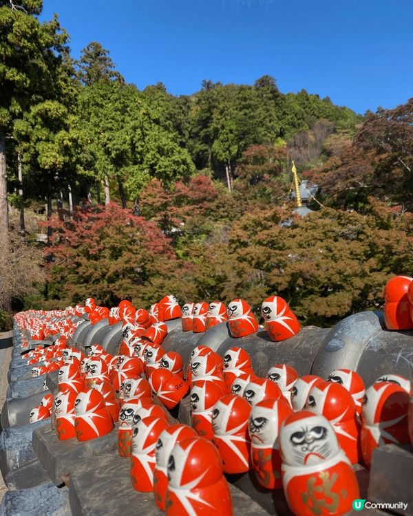 勝尾寺到處都是達摩達摩達摩達摩達摩達摩達摩達摩達摩達摩！