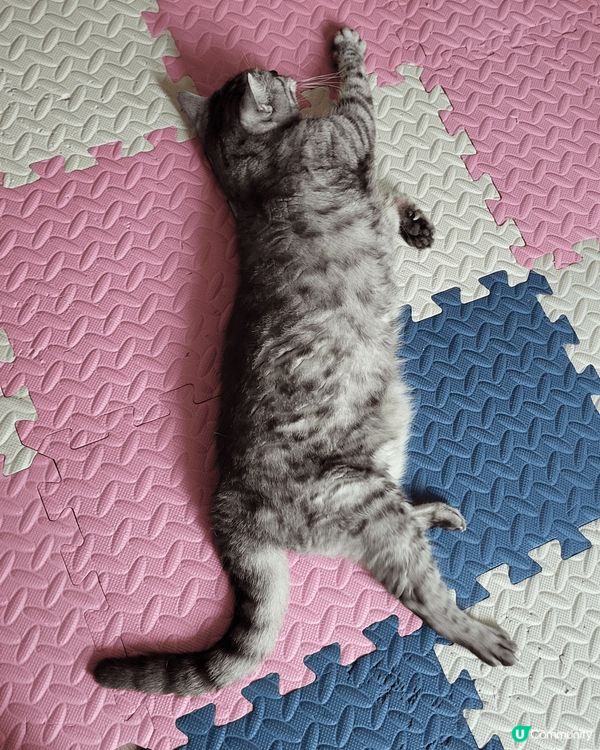 名字叫肥嘢。係一位15歲既伯伯。日日係屋企周圍行。