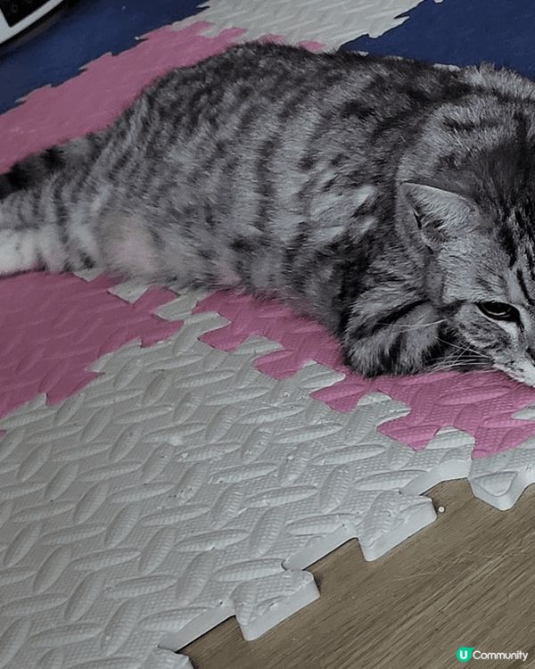 名字叫肥嘢。係一位15歲既伯伯。日日係屋企周圍行。