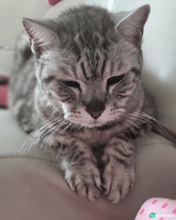 名字叫肥嘢。係一位15歲既伯伯。日日係屋企周圍行。