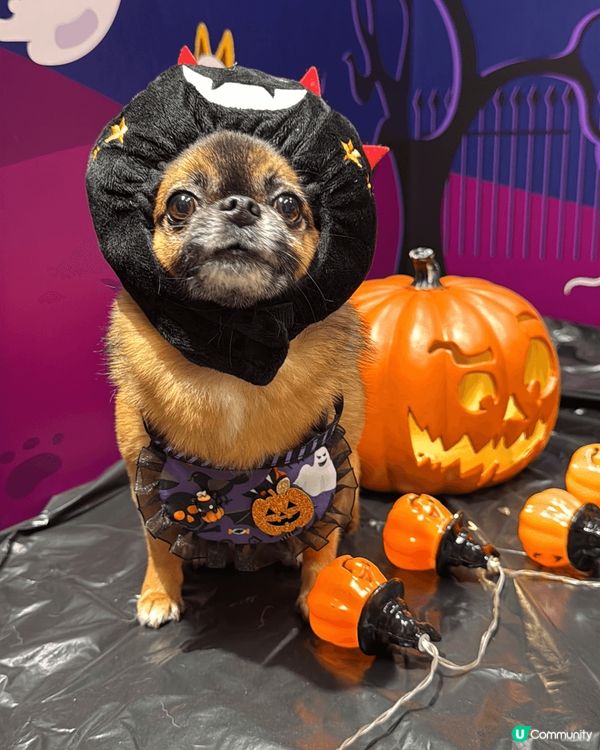 茶茶最鍾意去Airside 有得跑草地 有cafe 去完玩緊...