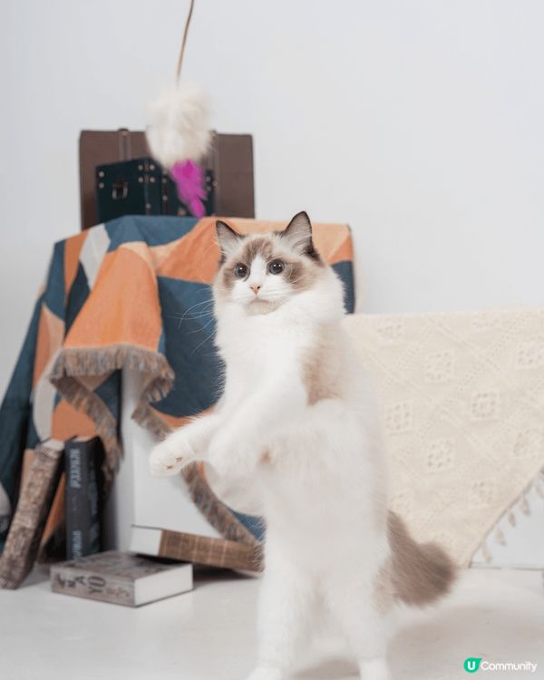 第一次帶米豬去studio影相😇🥳佢好百厭周圍走