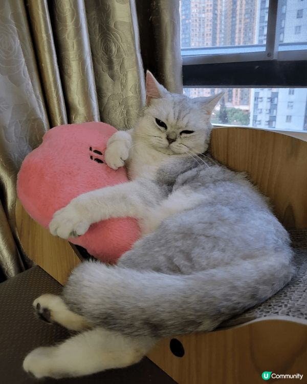 介紹返呢隻～霸王凍干桶～ 又大桶又抵買， 一桶內有齊睇貓貓需...