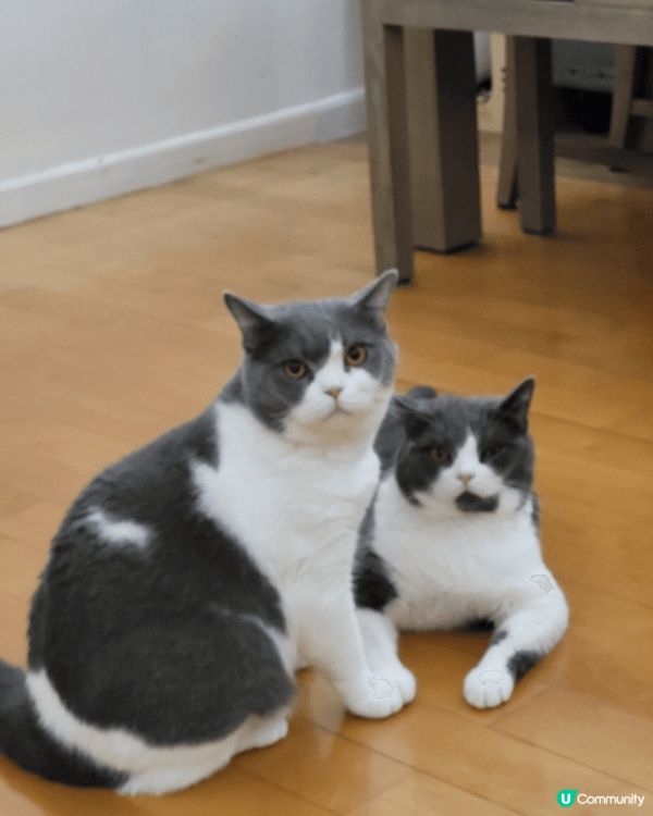 介紹返呢隻～霸王凍干桶～ 又大桶又抵買， 一桶內有齊睇貓貓需...