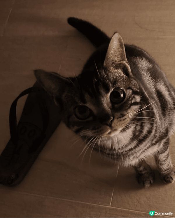 雖然家中的小貓咩咩本身已經很愛自理，經常替自己清潔毛髮，但有...