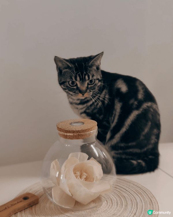 雖然家中的小貓咩咩本身已經很愛自理，經常替自己清潔毛髮，但有...