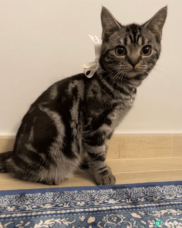 雖然家中的小貓咩咩本身已經很愛自理，經常替自己清潔毛髮，但有...