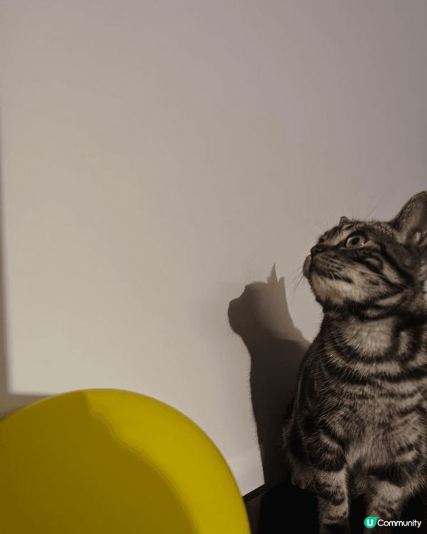 雖然家中的小貓咩咩本身已經很愛自理，經常替自己清潔毛髮，但有...