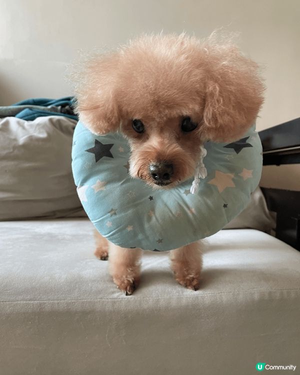 主子皮膚敏感成日𢱑，曳曳🐷要帶頸咕，不過點睇🐷仔都咁可愛😍...