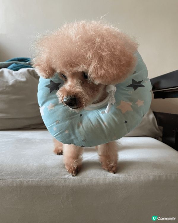 主子皮膚敏感成日𢱑，曳曳🐷要帶頸咕，不過點睇🐷仔都咁可愛😍...