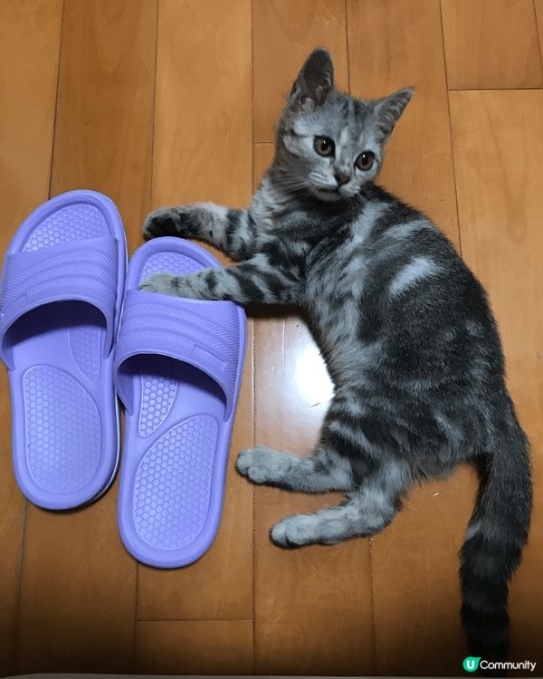 睇住肥仔由3個月開始，一日一日咁長大，到宜家6歲貓仔，時間真...