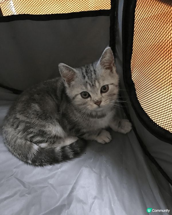 睇住肥仔由3個月開始，一日一日咁長大，到宜家6歲貓仔，時間真...