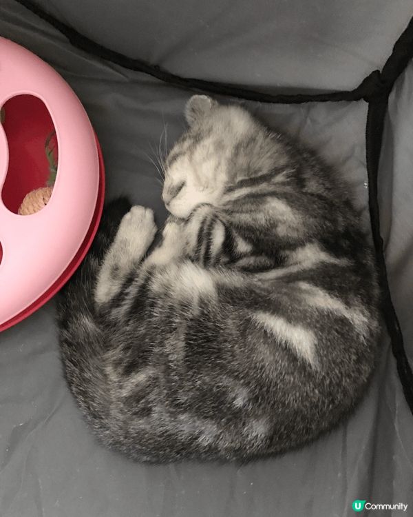 睇住肥仔由3個月開始，一日一日咁長大，到宜家6歲貓仔，時間真...