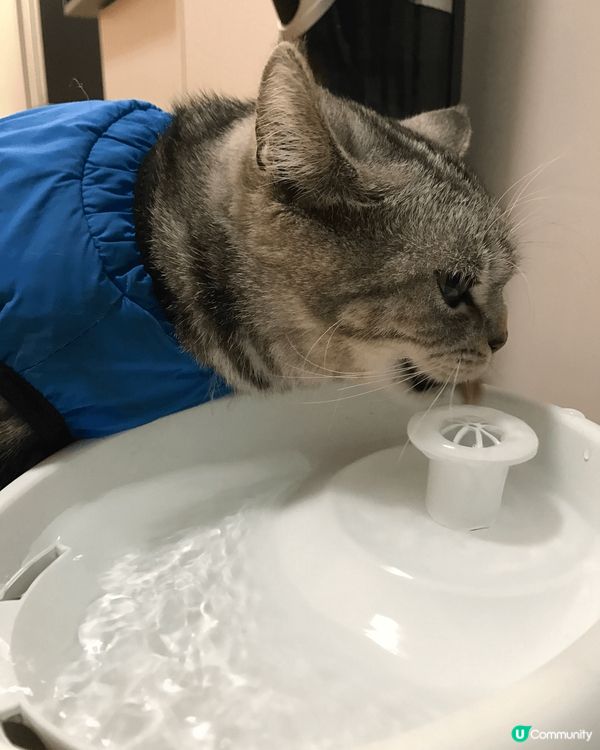 睇住肥仔由3個月開始，一日一日咁長大，到宜家6歲貓仔，時間真...