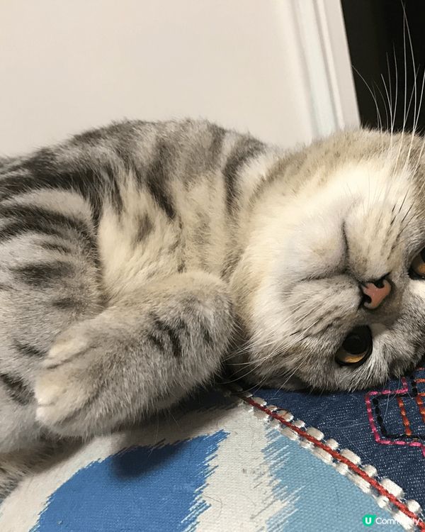 睇住肥仔由3個月開始，一日一日咁長大，到宜家6歲貓仔，時間真...