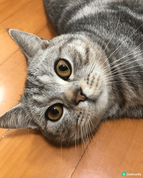 睇住肥仔由3個月開始，一日一日咁長大，到宜家6歲貓仔，時間真...