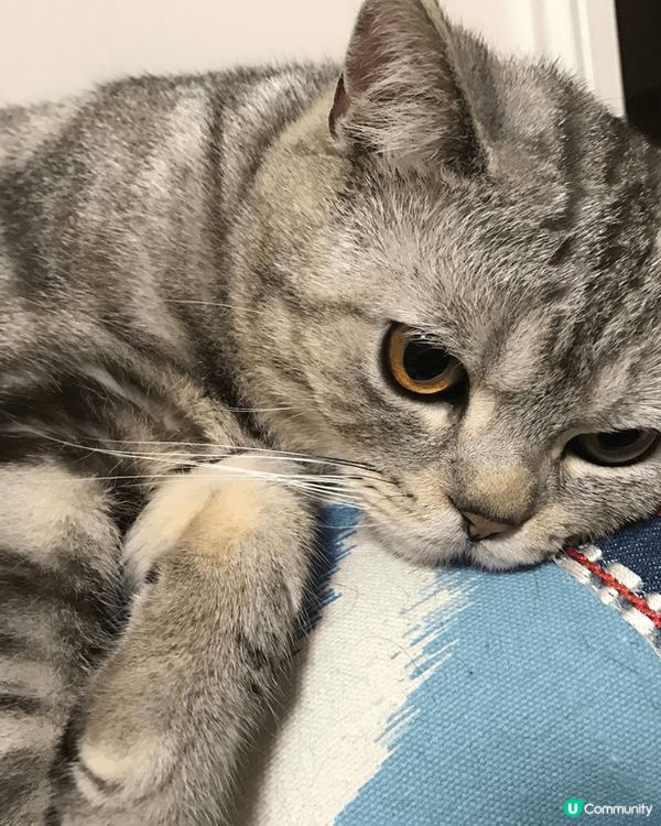 睇住肥仔由3個月開始，一日一日咁長大，到宜家6歲貓仔，時間真...