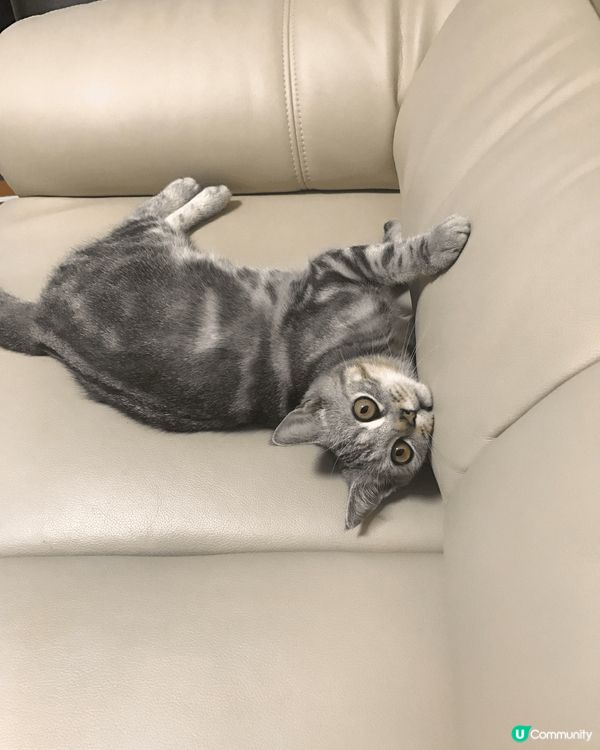 睇住肥仔由3個月開始，一日一日咁長大，到宜家6歲貓仔，時間真...