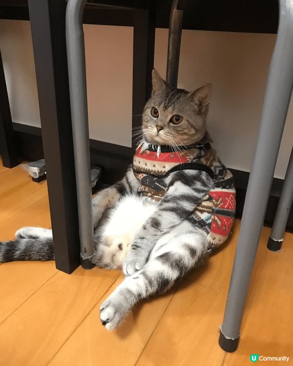 睇住肥仔由3個月開始，一日一日咁長大，到宜家6歲貓仔，時間真...