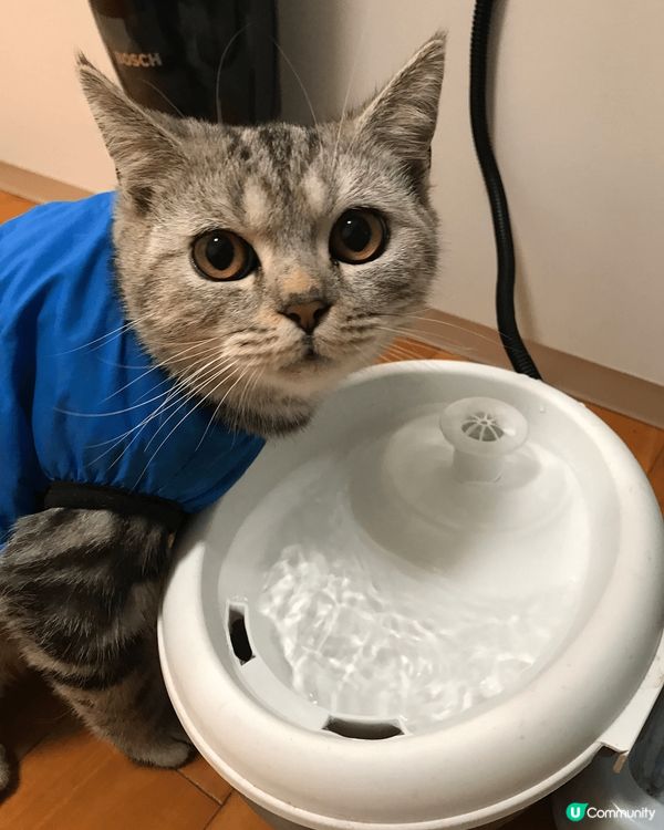 睇住肥仔由3個月開始，一日一日咁長大，到宜家6歲貓仔，時間真...