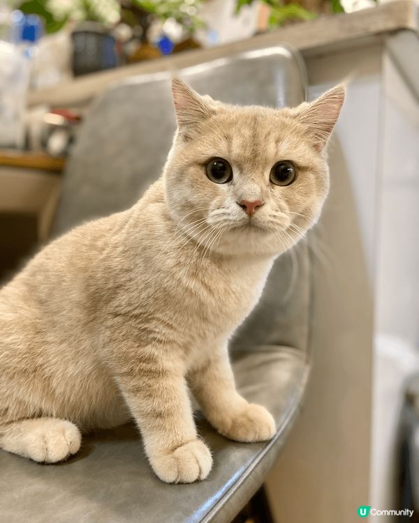 我呢隻主子名叫泡芙，英短女仔，10個月大，非常蠱惑又百厭，最...