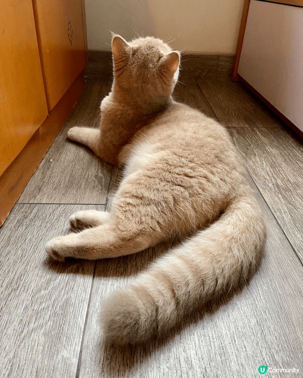 我呢隻主子名叫泡芙，英短女仔，10個月大，非常蠱惑又百厭，最...