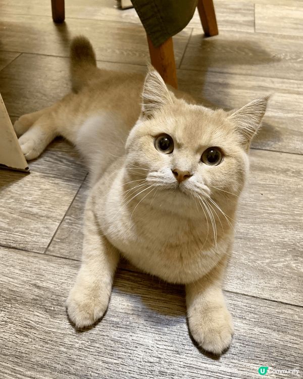 我呢隻主子名叫泡芙，英短女仔，10個月大，非常蠱惑又百厭，最...