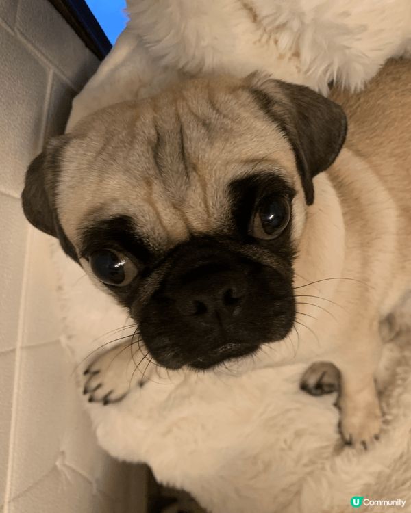 兩隻同樣2歲的猫猫和狗狗， 一樣的可愛，活潑和貪玩！