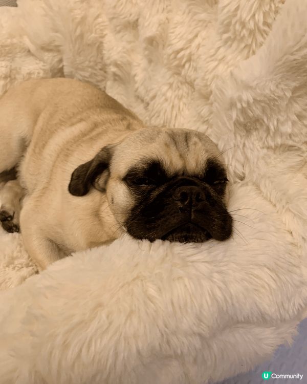 兩隻同樣2歲的猫猫和狗狗， 一樣的可愛，活潑和貪玩！