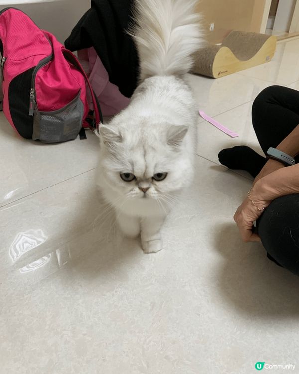 兩隻同樣2歲的猫猫和狗狗， 一樣的可愛，活潑和貪玩！