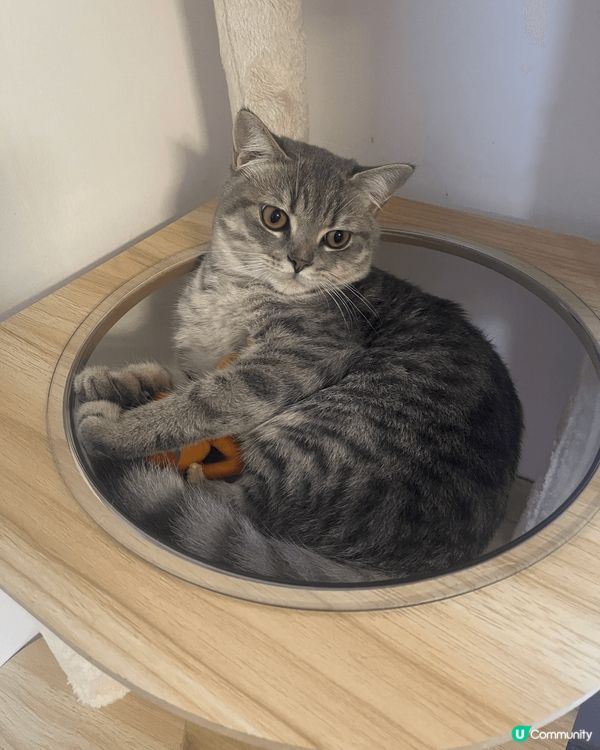 我們家第一隻毛孩，Yubo，男仔黎，一入門就喵到我地肯拍pa...