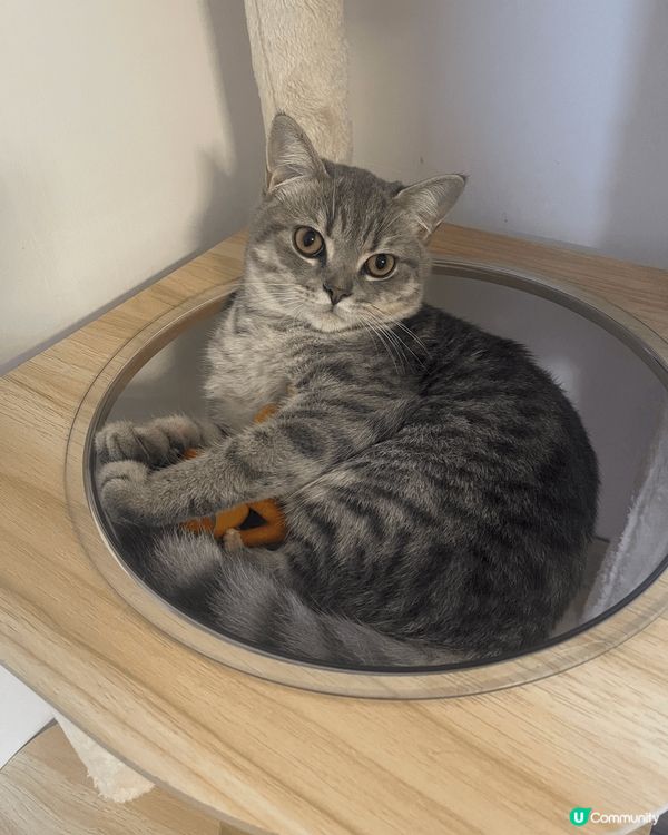 我們家第一隻毛孩，Yubo，男仔黎，一入門就喵到我地肯拍pa...