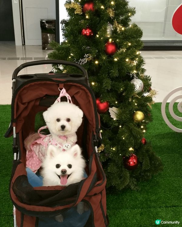 就快聖誕節啦，各大商場已經有聖誕佈置了