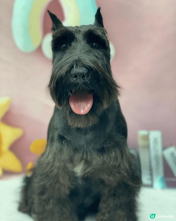 史納莎- 黃廿八 ： 第一張10月 Halloween 扮法...