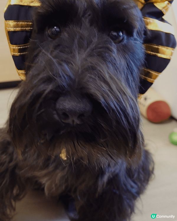 史納莎- 黃廿八 ： 第一張10月 Halloween 扮法...