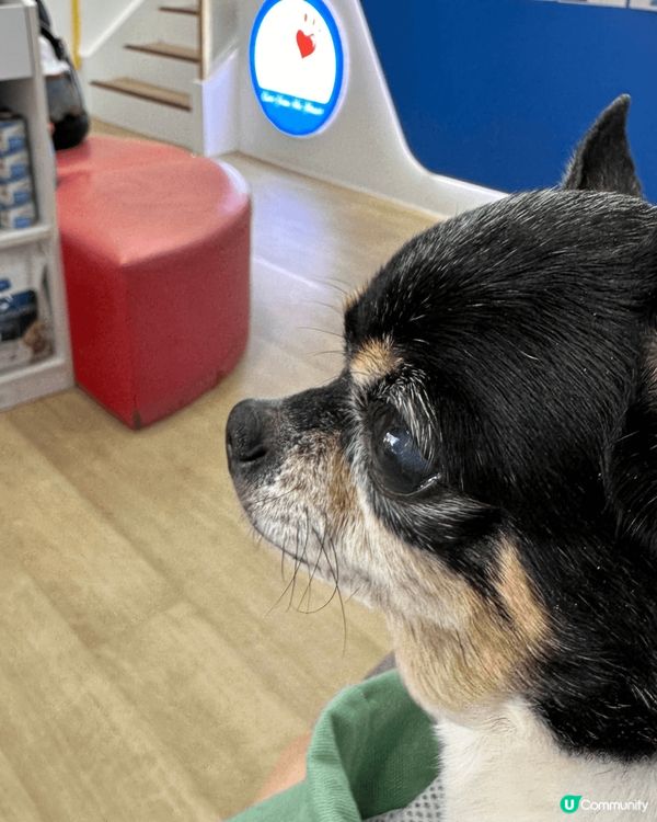 狗狗Juice 伴著我以經14 年了、希望Juice 身體健...