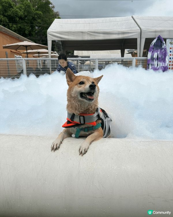 元朗happy park 人同狗仔都岩玩既水上樂園 好多打卡...