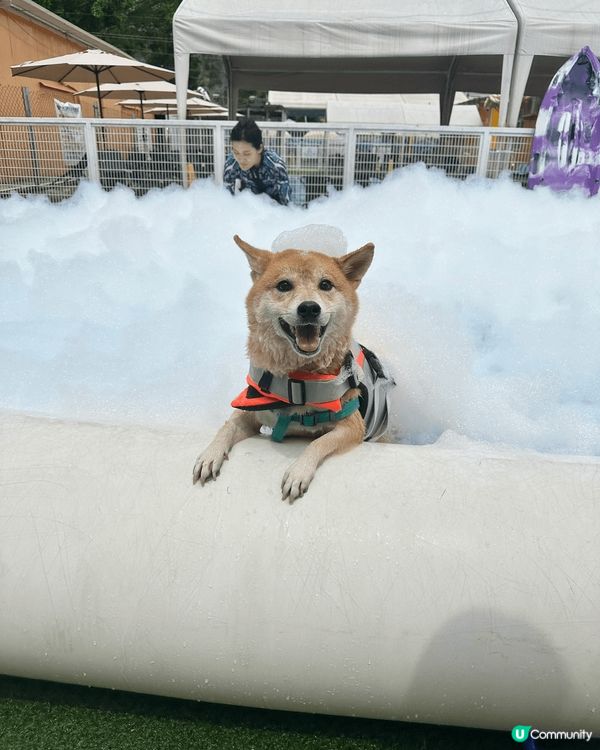 元朗happy park 人同狗仔都岩玩既水上樂園 好多打卡...