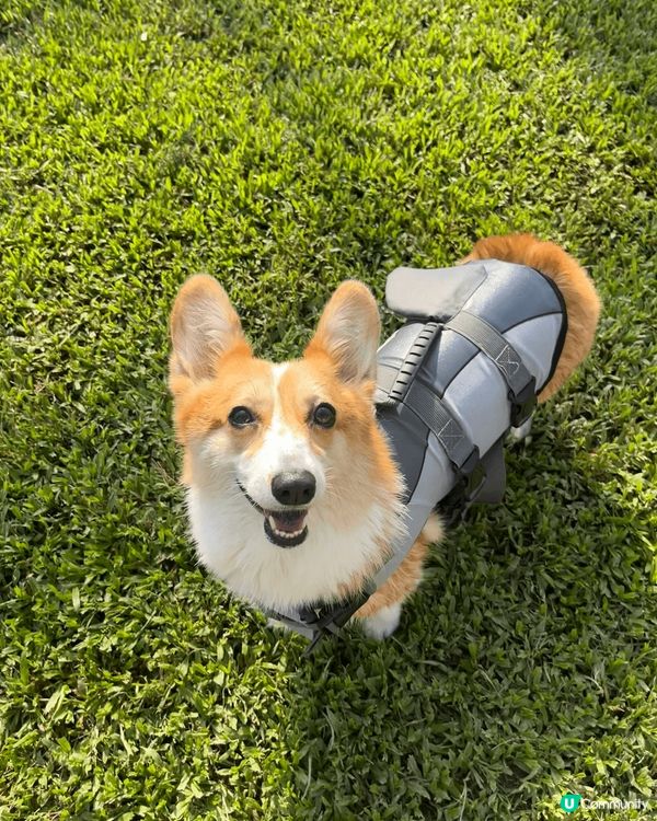 鍾意戶外活動又鍾意食野嘅豆腐 早排著住shark life ...